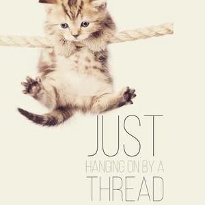 Meet your Posher, Dani